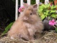 /album/galeria-de-fotos-pagina-inicial/mini-coelhos-lindos-filhotes-disponiveis-lion-head-e-fuzzy-lop-1-jpg/