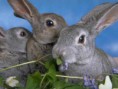 /album/galeria-de-fotos-pagina-inicial/bunny-rabbits-jpg/